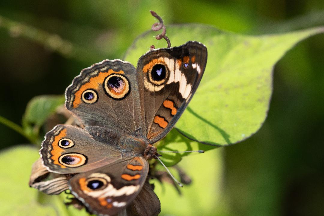 common buckeye - tom crockett